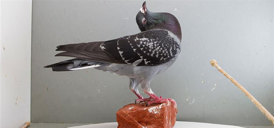 A thumbnail image